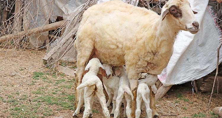 Daha fazla kuzu mu yoksa daha ağır kuzu mu karlı?